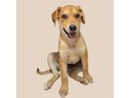 Adopt Simon a Beagle, Labrador Retriever