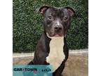 Adopt Levee a Pit Bull Terrier