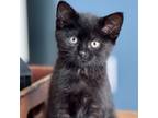 Adopt George Boots a Domestic Short Hair