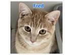 Adopt Fred a Domestic Short Hair