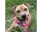 Adopt Miser a Mixed Breed