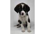 Adopt DOTHAN a Collie, Beagle