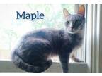 Adopt Maple a Tabby, Domestic Short Hair