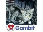 Adopt Gambit a Domestic Short Hair