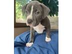 Adopt Zeppelin a Pit Bull Terrier, Mixed Breed