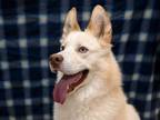 Adopt Zeus Almighty a Siberian Husky, Samoyed