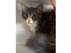 Adopt Geppetto a Domestic Long Hair, Maine Coon