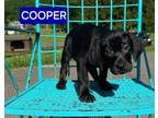 Adopt COOPER -TROLLS a Hound