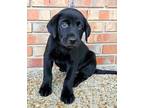 Adopt PUPPY ATHOS a Black Labrador Retriever