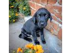 Adopt PUPPY PORTHOS a Black Labrador Retriever, Mountain Cur