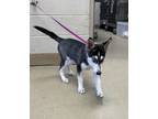 Adopt Phteven a Husky, Mixed Breed