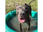Adopt Tuck a Pit Bull Terrier, Mixed Breed