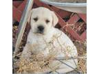 Labrador Retriever Puppy for sale in Elizabeth City, NC, USA