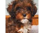 Havanese Puppy for sale in Olean, NY, USA