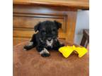 Schnauzer (Miniature) Puppy for sale in Mcintosh, MN, USA