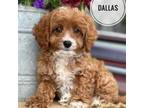 Cavapoo Puppy for sale in Holmesville, OH, USA
