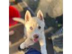 Siberian Husky Puppy for sale in Thomasville, NC, USA
