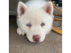 Siberian Husky Puppy for sale in Winter Haven, FL, USA