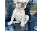 French Bulldog Puppy for sale in San Antonio, TX, USA