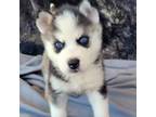 Siberian Husky Puppy for sale in La Veta, CO, USA