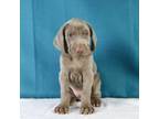 Weimaraner Puppy for sale in Millersburg, OH, USA
