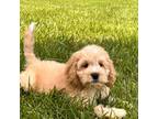 Goldendoodle Puppy for sale in Durham, CT, USA