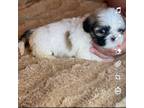 Shih Tzu Puppy for sale in Glennville, GA, USA