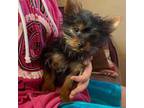 Yorkshire Terrier Puppy for sale in Spray, OR, USA