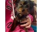 Yorkshire Terrier Puppy for sale in Spray, OR, USA
