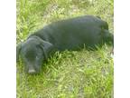 Labrador Retriever Puppy for sale in Lennox, SD, USA