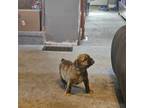 Olde English Bulldogge Puppy for sale in Juda, WI, USA