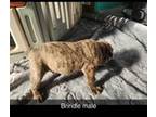 Olde English Bulldogge Puppy for sale in Juda, WI, USA