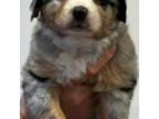 Australian Shepherd Puppy for sale in Orangevale, CA, USA