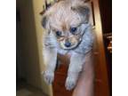 Chihuahua Puppy for sale in Queens, NY, USA