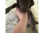 German Shorthaired Pointer Puppy for sale in Morehead City, NC, USA