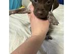 German Shorthaired Pointer Puppy for sale in Morehead City, NC, USA