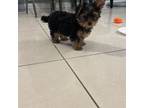 Yorkshire Terrier Puppy for sale in Jersey City, NJ, USA