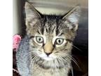 Adopt Wednesday - Reduced Fee! a Domestic Short Hair
