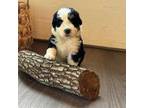 Aussiedoodle Puppy for sale in Tomball, TX, USA