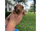 Golden Mountain Dog Puppy for sale in Centralia, IL, USA