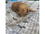 Golden Mountain Dog Puppy for sale in Centralia, IL, USA