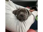 Cane Corso Puppy for sale in Mount Holly, NJ, USA
