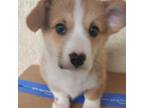 Pembroke Welsh Corgi Puppy for sale in Fresno, CA, USA