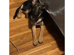 German Shepherd Dog Puppy for sale in Lynn, MA, USA