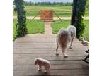 Great Pyrenees Puppy for sale in Peru, NY, USA