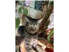 Adopt MARTIN a Tabby