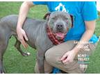 Adopt Les Claypool a Pit Bull Terrier, Mixed Breed