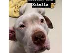 Adopt WAGS-Stray-wa3634 a Pit Bull Terrier