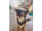 Adopt Archer **I Need a Foster Home** a Border Collie, Shepherd