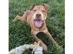 Adopt Cad Bane a Pit Bull Terrier